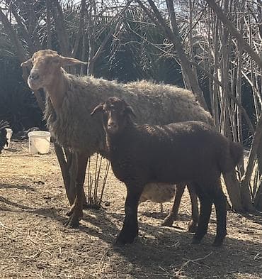Mal-qara: Ana Bala Qoyun satılır Sağlam heyvanlardı — 2