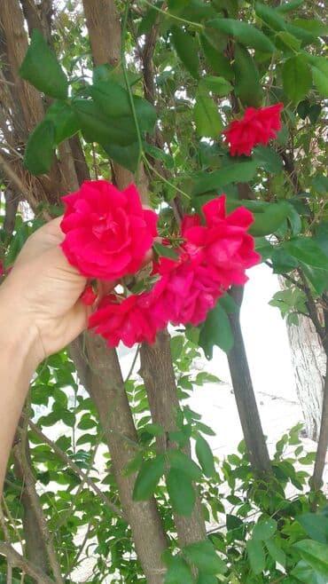 ищу работу садовник на дачу: Salam bağ evlərində, Abyektlərdə parklarda bağban xidməti görülür — 17