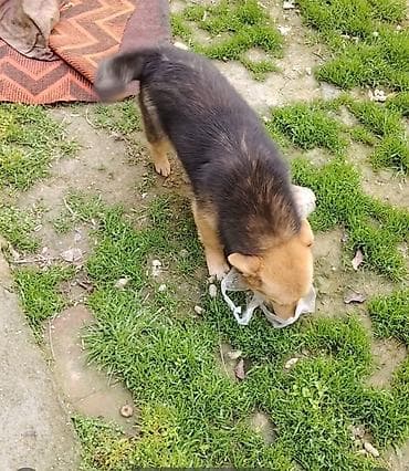 Звонок, 6 месяцев — 1