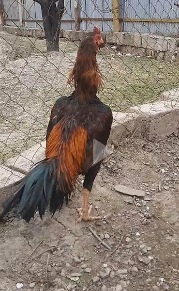 kend toyuqu: Xorxdu bece deyil bir gözu kordu isdel döluy sagla isder elesdir — 2