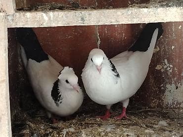 quşlar goyərcin: Salam maya abrezdi erkey desde maşdagadadilar bala veren quslardi real — 1