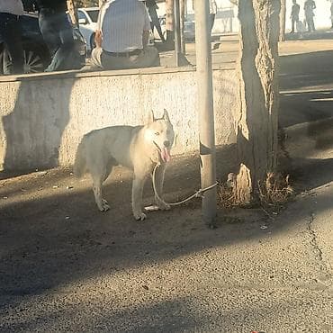 Xaski