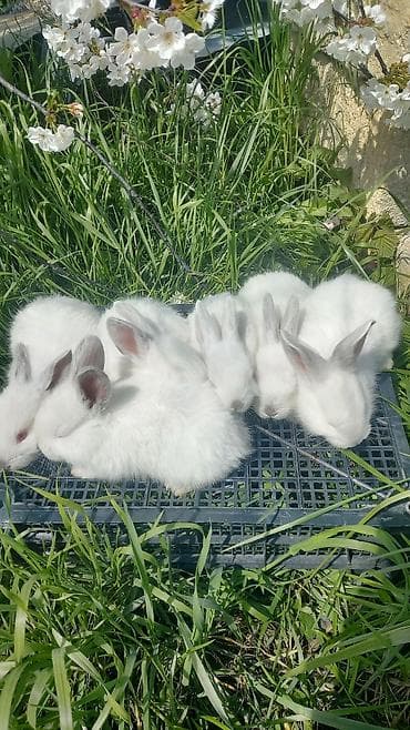 dovşan şəkli: Ağ albinos dovşan balaları – dekorativ və təsərrüfat üçün.1 ayliq — 5