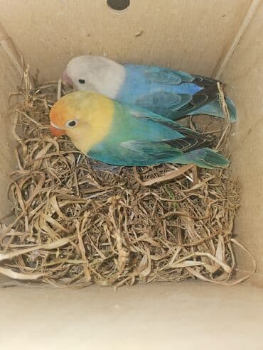 pitbul bala: Fişer cütü satılır bala veribler cütü 450 m bala vermeye hazırlaşırlar — 1