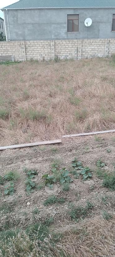 meyvə ağacı: Nar ağacı və kiçik bağ sahəsi - Meyvə ağacı: Nar (şəkildə bol — 6