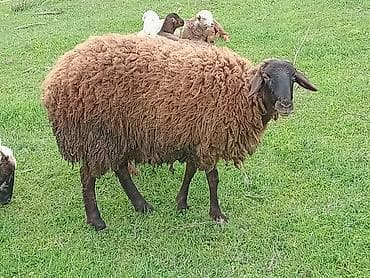 balaca quzu: Qoyun (qəhvəyi yunlu) Qala qoyunu toglu 1nci qarna bogaz - Cins tipi — 3