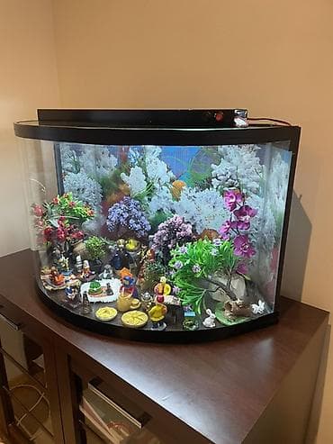 krab: Yarımoval formalı dekorativ akvarium — 3