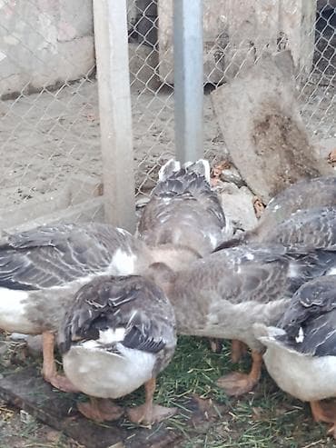 vendam kendi: Salam.Sağlam Yerli Bu ilki Qazlar.Ünvan Binəqədi DSK yolu — 3