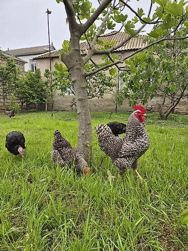simmental cinsi: Курица, Для разведения — 1