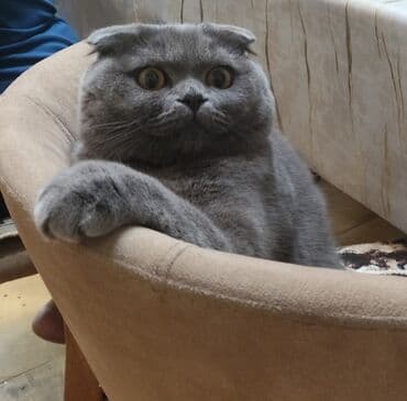 şotland pişiyi satisi: Şotland yastı qulaq, Erkək, Cütləşmə üçün — 5