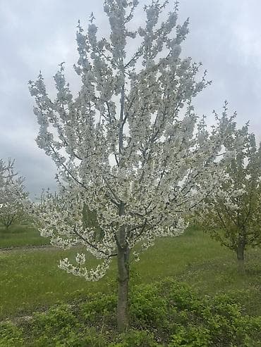 gozel guller фото: QUBADA BAKI RUSİYA YOLU ÜZƏRİNDƏ HAZIR GƏLİR GƏTİRƏN GİLAS BAĞI — 4