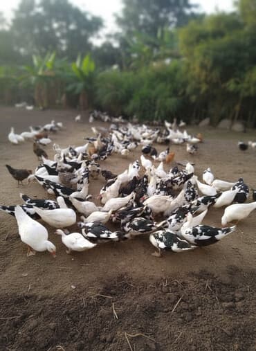 lal ordəklərin satışı: LAL ÖRDƏK SATIŞI ƏTLİK VƏ DAMAZLIQ — 1