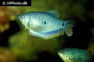 betta balıq: Sülhsevər, Ödənişli çatdırılma, Pulsuz çatdırılma, Ünvandan götürmə — 1