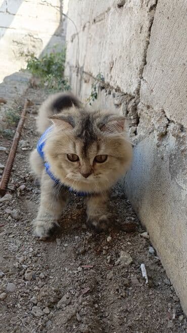 золотая шиншилла котенок: Qızıl şinşilla — 4