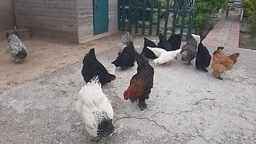 cins toyuqlar: Toyuq, Brama, Damazlıq, Ünvandan götürmə, Ödənişli çatdırılma — 6