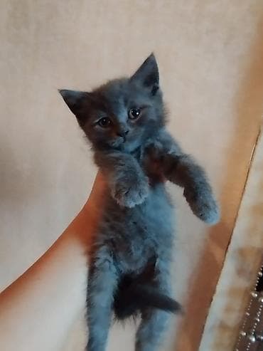 bala pisik adlari: Boz tüklü balaca pişik balası - Rəng: tünd-boz (bürünc alt tonlu) — 1