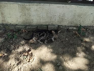 ag pisik: Benqal, Yaxşı əllərə — 5