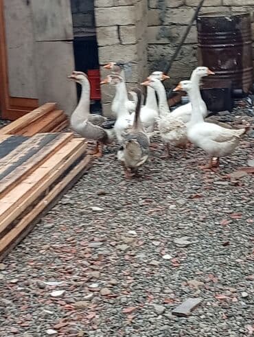 домики для кошек баку: Sağlam kök qazlardı — 2