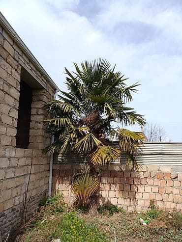 dekorativ bitkilər: Trachycarpus fortunei (Ventilator yarpaqlı palma) – həyət və bağ — 1