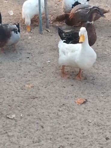 hinduşqa balası: Satılır: ördək sürüsü - Növlər və rənglər: ağ, qara, boz, qəhvəyi və — 11