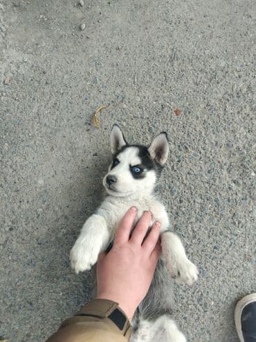 вольер для хаски: Хаски — 2