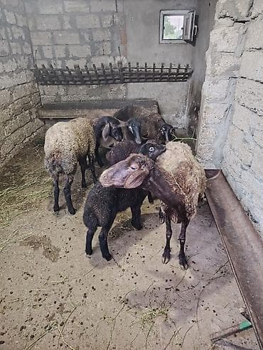 balalı qoyun: Dişi, Qala, il: 1, 55 kq, Damazlıq, Ünvandan götürmə — 4