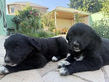 qara it sekilleri: Labrador Retriver 12.04.26 dogulublar qurd dermanlari verilib dişi — 1