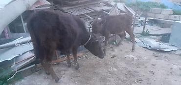 ana bala keci: Dana, buzov, Dişi, ay: 1, 100 kq, Damazlıq, Ünvandan götürmə, Ödənişli çatdırılma — 2