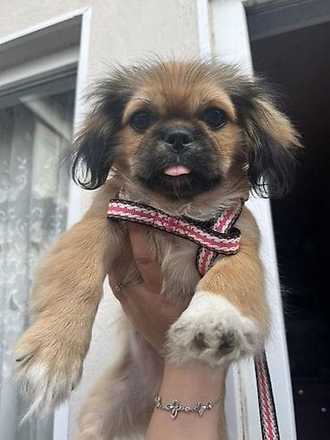 it sekilleri afcarka: Pekines, 4 ay, Erkək — 2