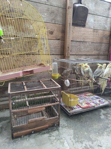 попугай жако купить в баку: Qəfəs quslar — 7