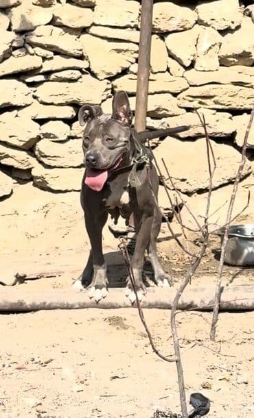 Heyvanlar üçün mallar: Pitbul, Erkek — 1