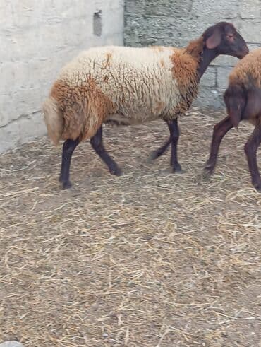 сколько стоят щенки: Самка, Qala, лет: 1, Для разведения, Самовывоз — 1