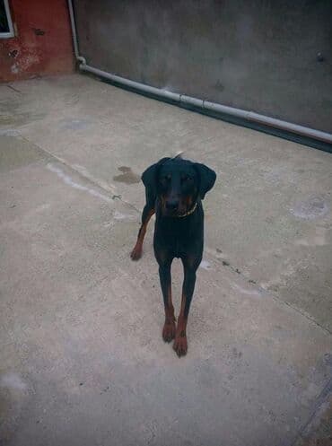 it qiz sekilleri: Doberman, Dişi, Peyvəndli — 1