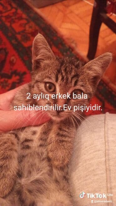 erkek pişik adları: Tabbi, Erkək, Yaxşı əllərə, Ünvandan götürmə — 4