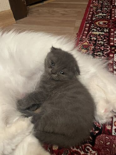 alisanın pişiyinin adı nə idi: Şotland yastı qulaq, Dişi, Yaxşı əllərə, Ünvandan götürmə, Ödənişli çatdırılma — 1