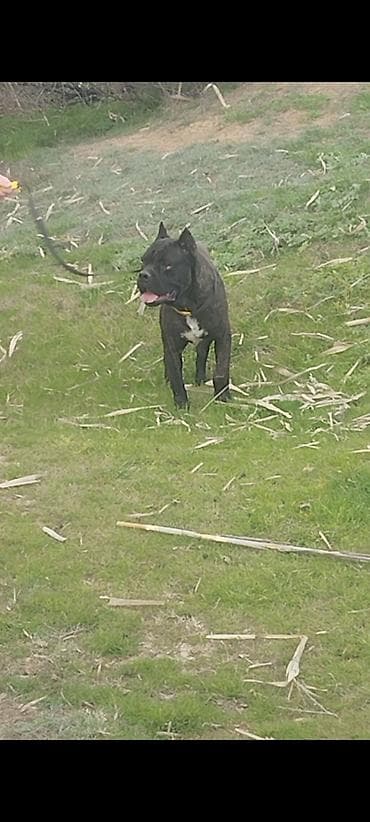 mayali yumurta satisi: Kane-Korso, 2 il, Erkek, Ödənişli çatdırılma — 3