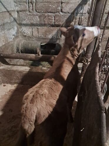 Akvariumlar: Dana, buzov, Erkək, Simental, ay: 5, Damazlıq — 8