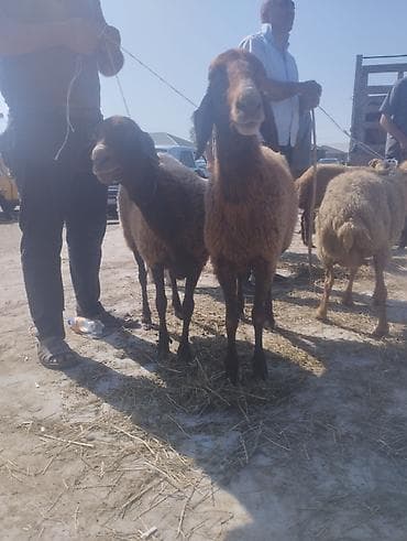 qaz bala: Dişi, Qala, il: 1, 50 kq, Damazlıq, Ünvandan götürmə — 3