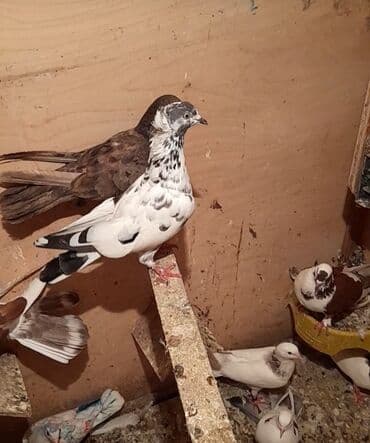 bülbül quşu: Bugunun sifdesidi mayadı qiymet sondu kohne cil pakisdanara oxşayır — 6