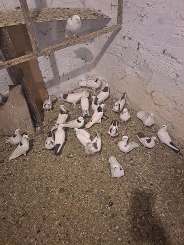 heyvanlara verilen xususi adlar: Uçuşçu qövlar – müxtəlif rənglərdə və naxışlarda ev göyərçinləri - — 7