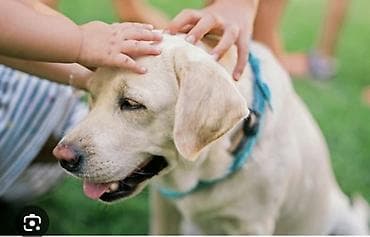 husky sekilleri: Labrador-retriver — 1