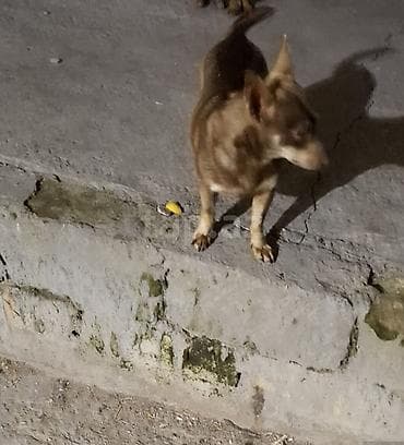 zvanok iti satışı: Zvanok temiz cix kuce ityle sef salmayin boyu cox balcdi cox aktiv — 2