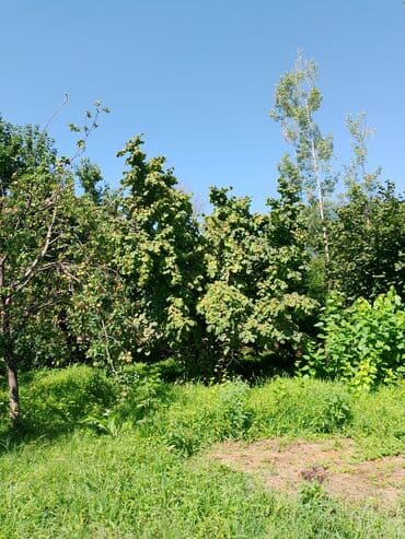 torpaq satisi saytlari: 82 sot, Kənd təsərrüfatı, Kupça (Çıxarış) — 10