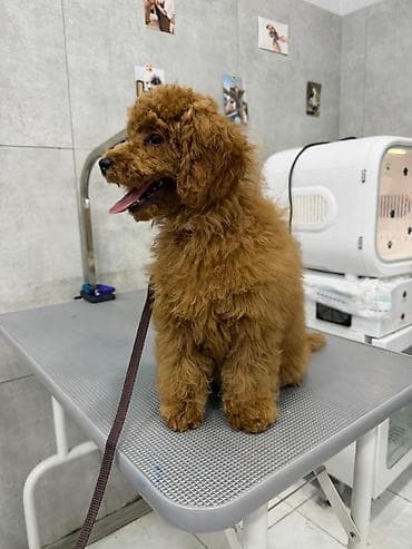 карликовый пудель: Пудель — 3