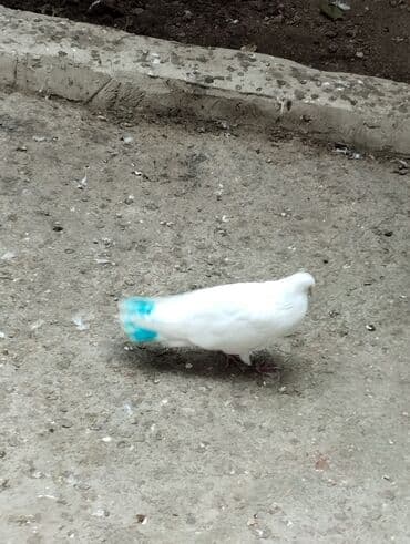 evde tisbaga saxlamaq olarmi: Məhdud sayda dekorativ göyərçinlər – Rəng çeşidi: ağ, ağ-göy naxışlı — 3