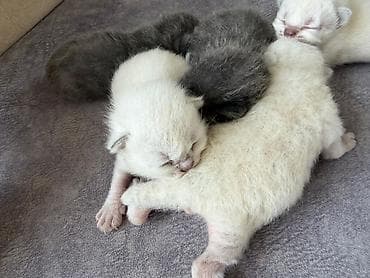 Digər heyvanlar: Təmiz qan Scottish Fold və Blue point Şinşila balalar, 7 mart — 7