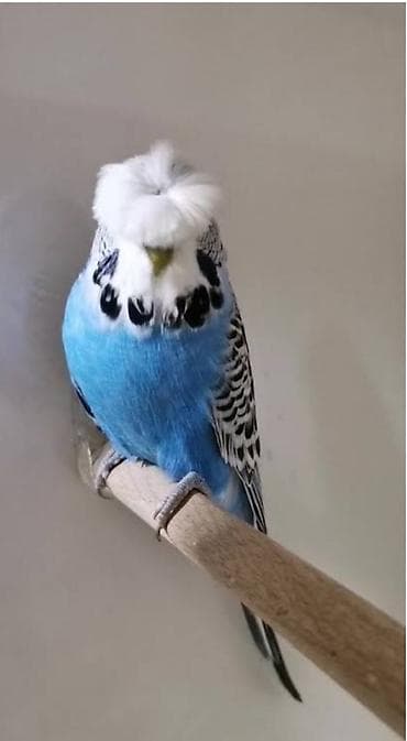 Salam alekum mene bele dişi Kekili papuqay lazimdi satan varsa menle lalafo.az -da Salam alekum mene bele dişi Kekili papuqay lazimdi satan varsa menle