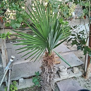 agac satiram: Yelpək yarpaqlı palma ağacı – Trachycarpus fortunei (Həştərxan/Çin — 1