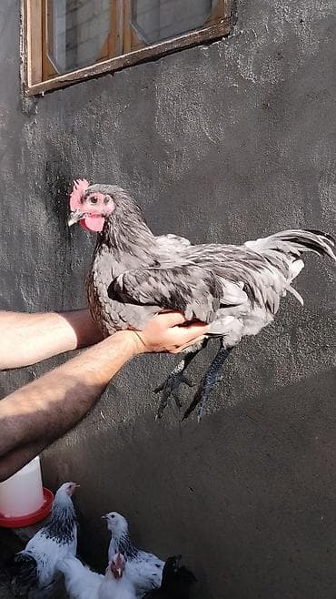 Toyuq, Yumurtalıq lalafo.az -da Toyuq, Yumurtalıq