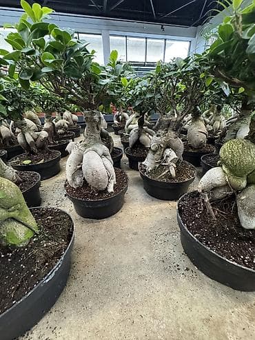 monstera bitkisi: Ficus Ginseng bonsai – dekorativ otaq bitkisi - Növ: Ficus microcarpa — 7